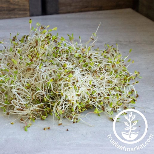 Alfalfa