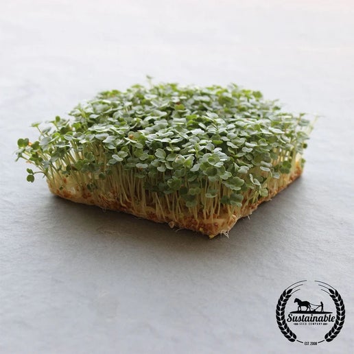 Arugula