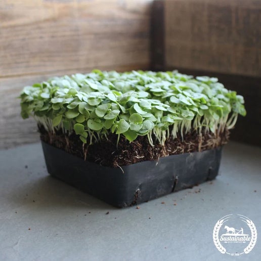 Basil