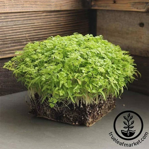 Chervil
