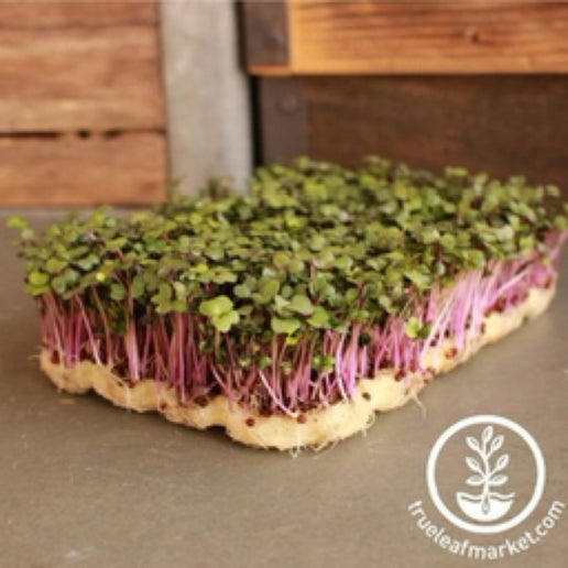 Kohlrabi