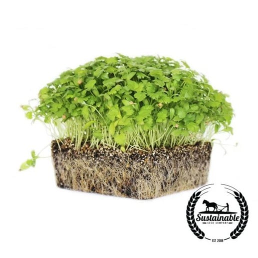 Cilantro