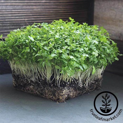 Parsley